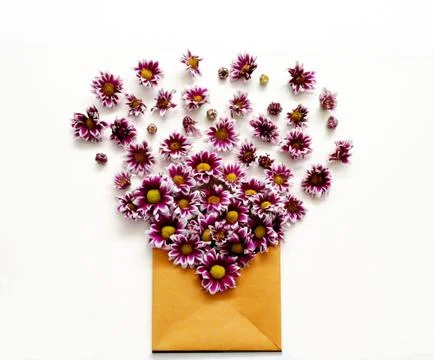 Flowers on white background Stock Photos