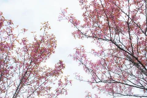 Flowers on white background. Stock Photos