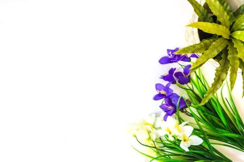Flowers white background Stock Photos
