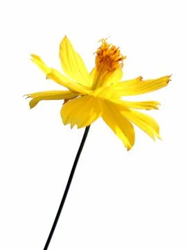 Flowers on a white background Stock Photos