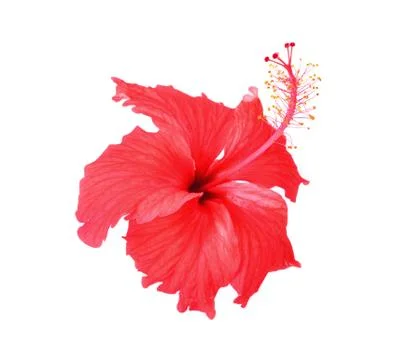 Flowers on a white background. Stock Photos