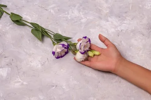 Flowers on white background Stock Photos
