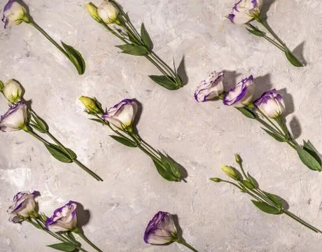 Flowers on white background Stock Photos