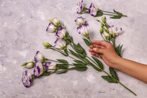 Flowers on white background Stock Photos