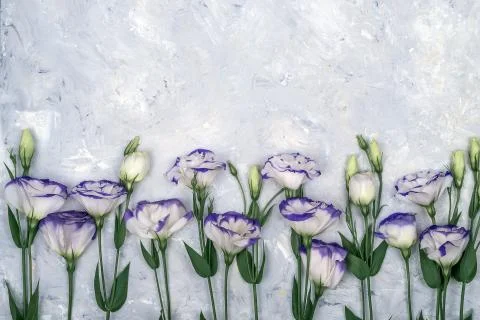 Flowers on white background Stock Photos
