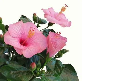 Flowers on white background Fotos Stock