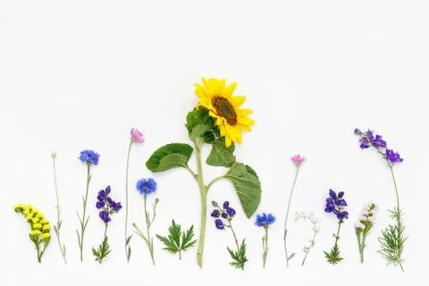 Flowers on white background. Top view, flat lay Stock Photos
