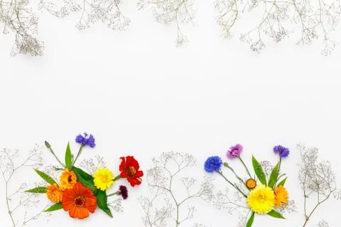 Flowers on white background. Top view, flat lay Stock Photos