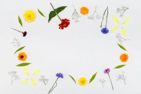 Flowers on white background. Top view, flat lay Stock Photos