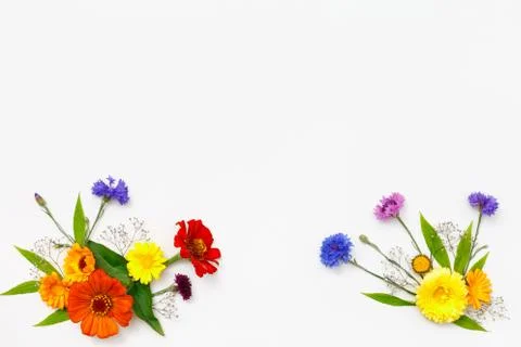 Flowers on white background. Top view, flat lay Stock Photos