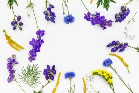 Flowers on white background. Top view, flat lay Stock Photos