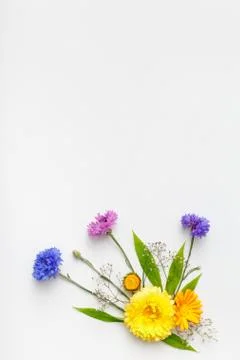 Flowers on white background. Top view, flat lay Stock Photos