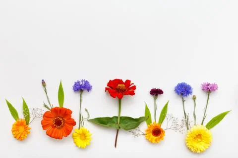 Flowers on white background. Top view, flat lay Stock Photos