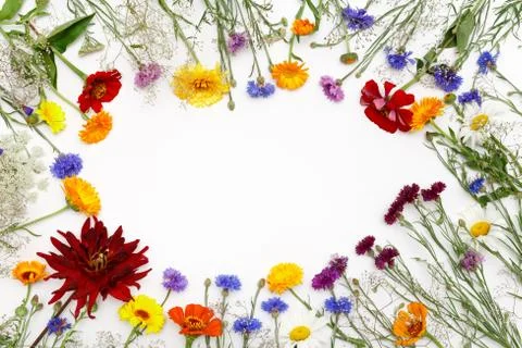 Flowers on white background. Top view, flat lay Stock Photos