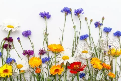 Flowers on white background. Top view, flat lay Stock Photos
