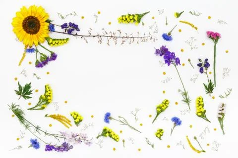 Flowers on white background. Top view, flat lay Stock Photos