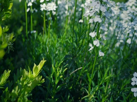 Flowers of white candytuft - Close up Stock Footage 75050221