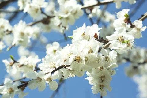 Flowers of white cherry. Stock Photos