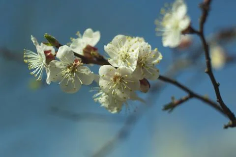 Flowers of white cherry. Stock Photos
