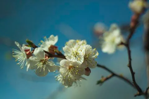 Flowers of white cherry. Stock Photos