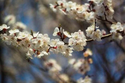Flowers of white cherry. Stock Photos