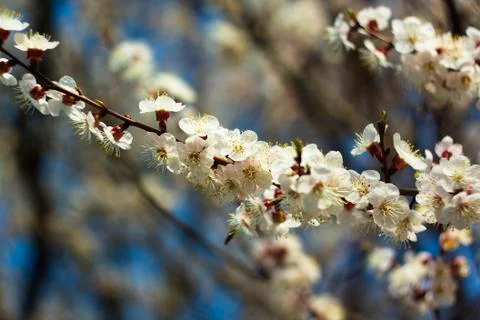Flowers of white cherry. Stock Photos