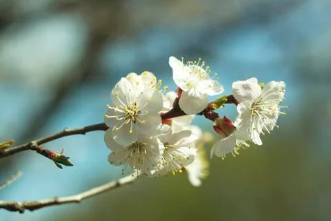 Flowers of white cherry. Stock Photos