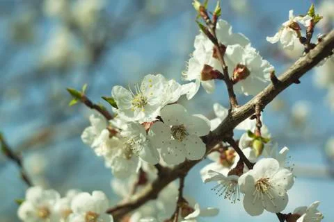Flowers of white cherry. Stock Photos