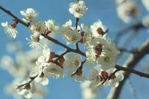Flowers of white cherry. Stock Photos