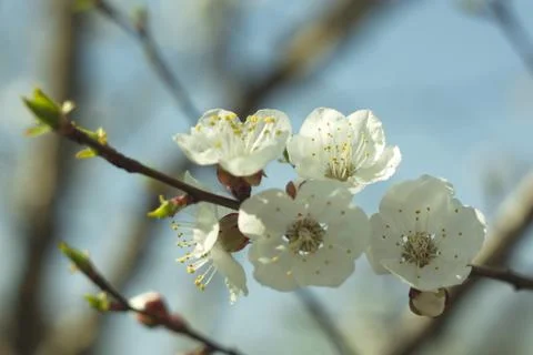 Flowers of white cherry. Stock Photos