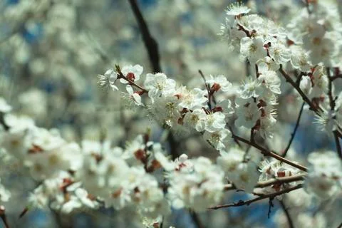 Flowers of white cherry. Stock Photos