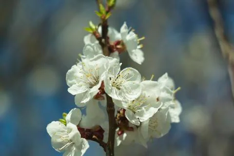 Flowers of white cherry. Stock Photos