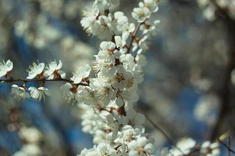 Flowers of white cherry. Stock Photos