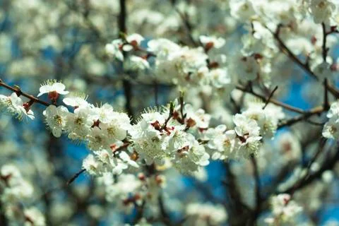 Flowers of white cherry. Stock Photos