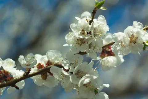 Flowers of white cherry. Stock Photos