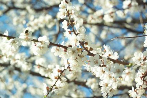 Flowers of white cherry. Stock Photos