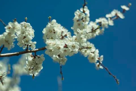 Flowers of white cherry. Stock Photos