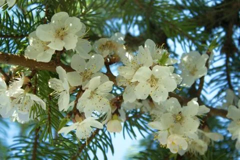 Flowers of white cherry. Stock Photos