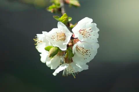 Flowers of white cherry. Stock Photos