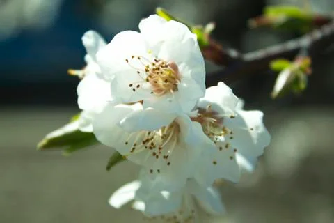 Flowers of white cherry. Stock Photos
