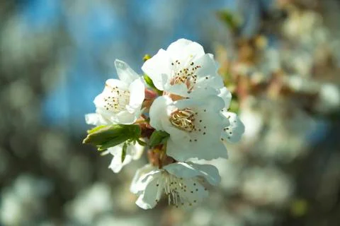 Flowers of white cherry. Stock Photos
