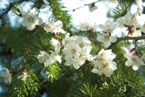Flowers of white cherry. Stock-Fotos