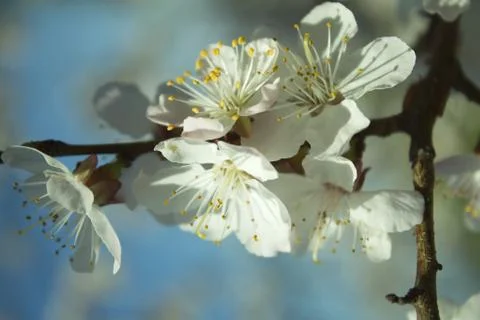 Flowers of white cherry. Stock Photos