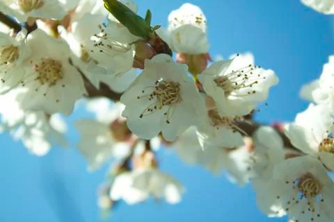 Flowers of white cherry. Stock Photos