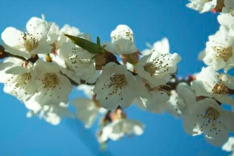 Flowers of white cherry. Stock Photos
