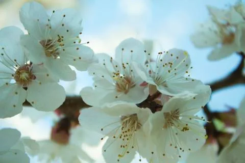Flowers of white cherry. Stock Photos