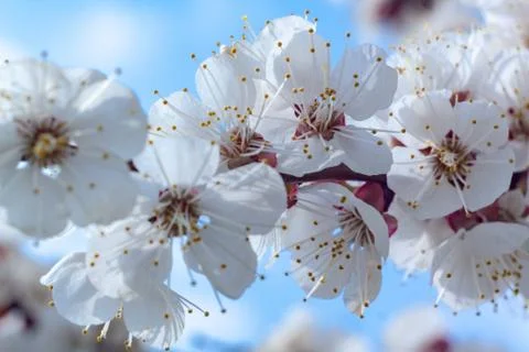 Flowers of white cherry. Stock Photos