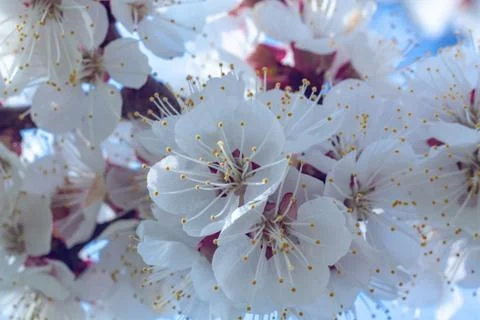 Flowers of white cherry. Stock Photos