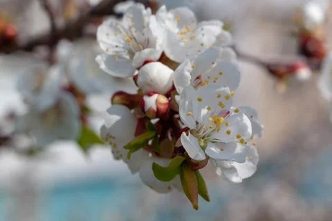 Flowers of white cherry. Stock Photos