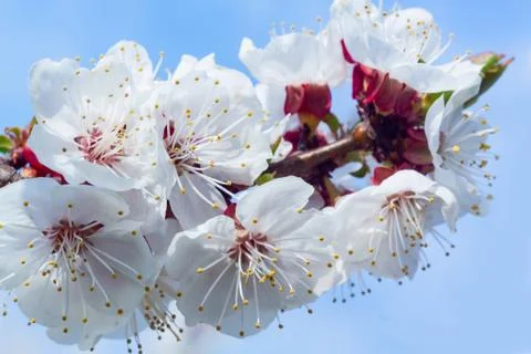 Flowers of white cherry. Stock Photos